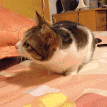 338BAB2FDD799F7356F409302187518A